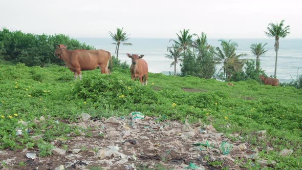 Cows Grazing On Trashy Grassland