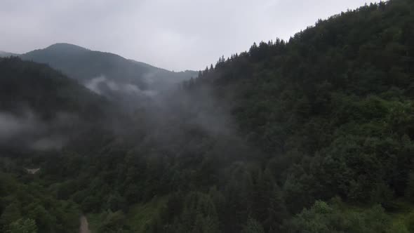 Extreme Close Flight Over Treetops in the Misty Forest