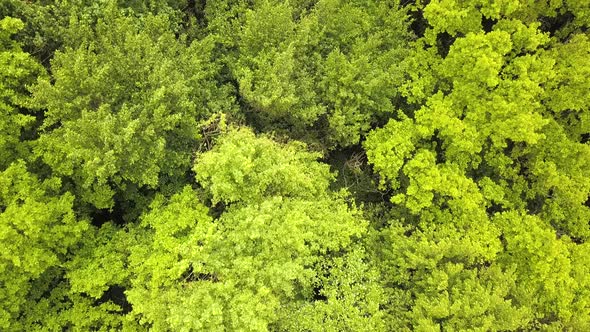 Aerial view of green forest with canopies of summer trees swaying in wind.