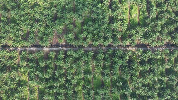 Aerial View of The Palm Oil Estates