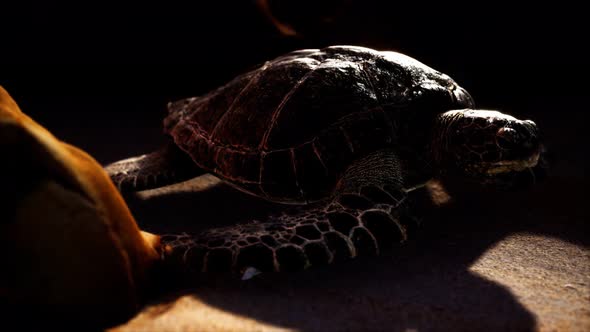 Sea Turtle at Beach Sand