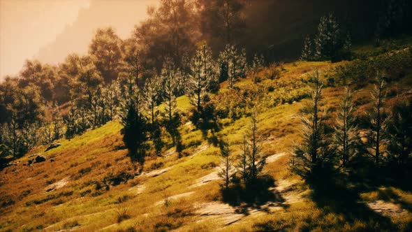 Autumn Forest on Green Rocky Hills