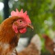 Closeup of a Beautiful Chicken - VideoHive Item for Sale
