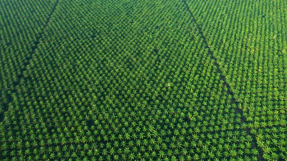 4K : Aerial view over the large palm oil plantation