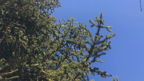 Fresh green firs branches against blue sky 4K 2160p 30fps UltraHD footage - Beautiful Abies tree on 
