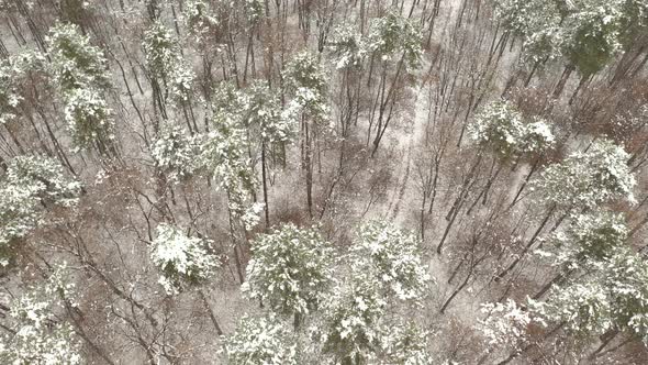 Flying backwards over snowed forest 4K drone video