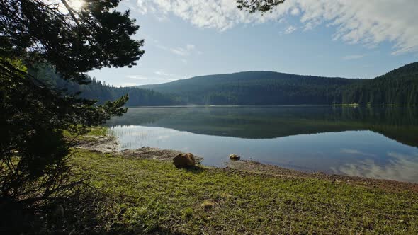 Walking Through a Forest To a Lake Shore Mount Durmitor Black Lake