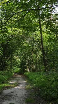 Vertical Video of a Natural Landscape During the Day in the Forest in Summer