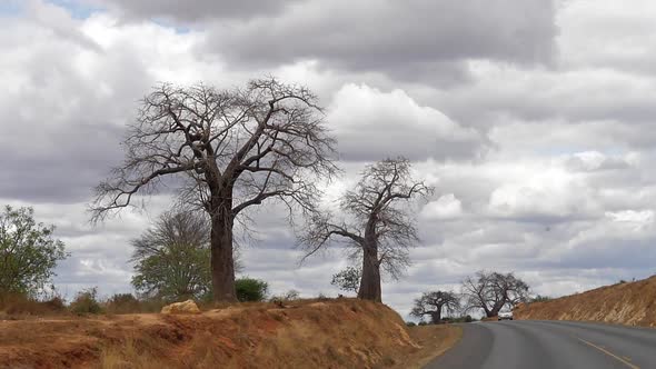 Baobab, landscape on the road to go to Tsavo Park, Car on the Road, Kenya, slow motion