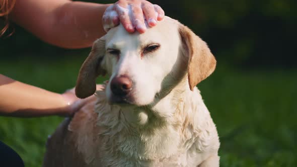Adorable white Beagle-Labrador mix dog being pet while taking bath in the park