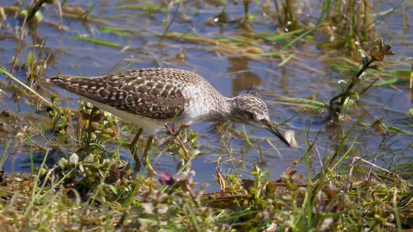 Close up shot of wild european Calidris Bird catching and eating worm and fish of natural lake in su