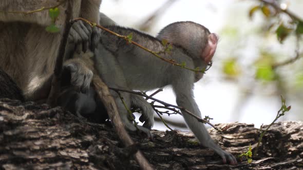 Baby vervet monkey looking in to the camera