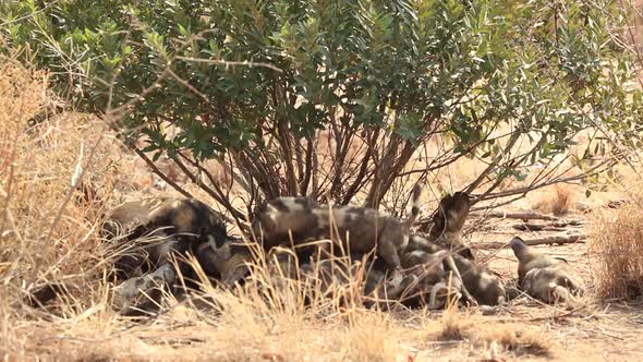 African wild dog pups, Lycaon pictus suckle on the alpha female during winter at Madikwe Private Gam