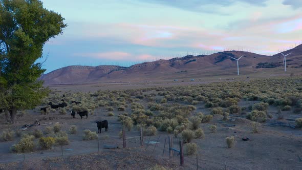 Cows grazing in the country