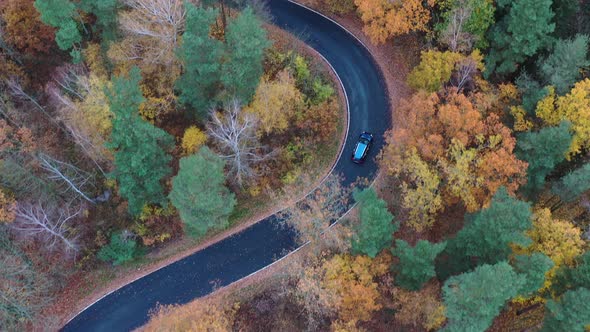 Birdseye Aerial View of Lonely Car on Curvy Road in Colorful Forest With Autumn Colors. Driving in N