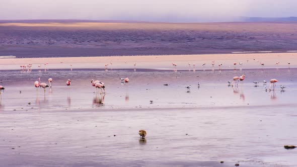 Flamingos on Laguna Colorada in Bolivia