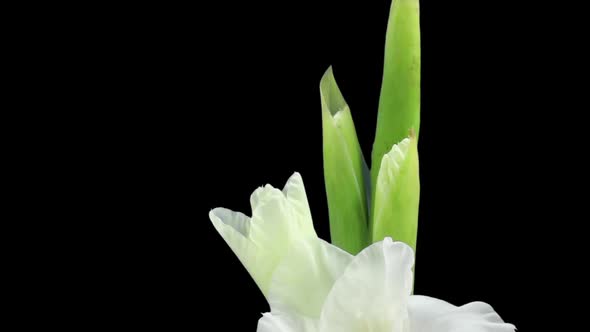 Time-lapse of opening white gladiolus flower