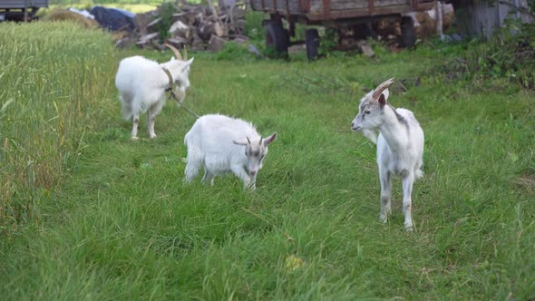 Little Goat Was Looking at the Camera in the Village