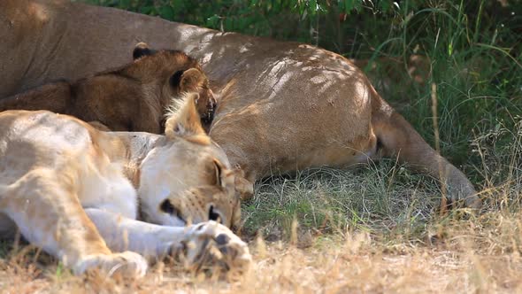 Young lion cubs, Panthera leo suckle gently on their mothers to feed on the open plains of the Mara