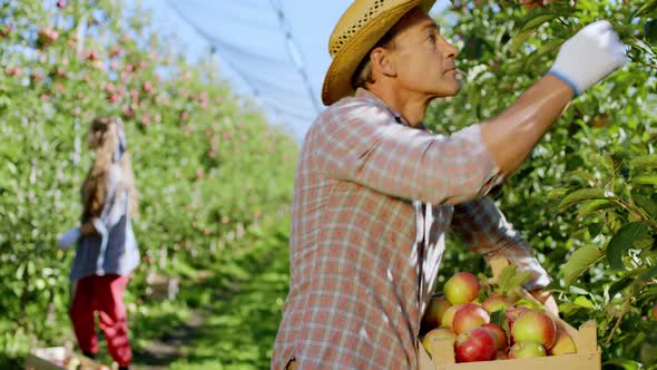 Modern Apple Orchard in Front of the Camera Farmer