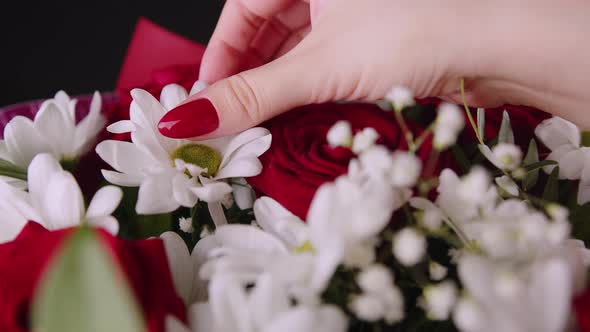 Woman's Hand Touching Daisy