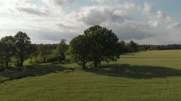 Aerial shot, drone flight out green oak tree. 4K