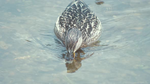 Female mallard duck drinks water with her duckling