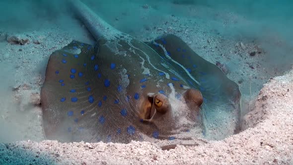 Blue spotted ribbontail ray (Taeniura lymma) digging in sand searching for food