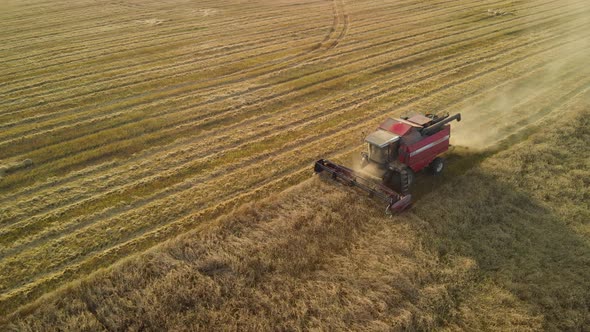 Landscape with a Combine Harvester Cutting Grain in the Warm Sun