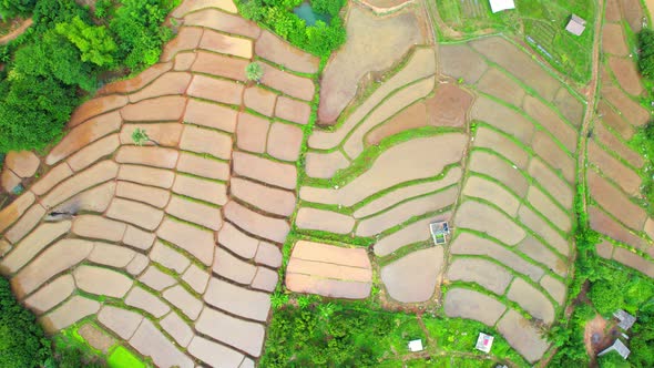 Aerial view of agriculture in rice fields for cultivation