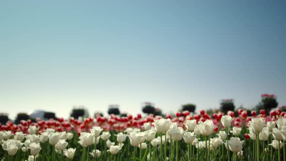 Springtime Flower Field View in Daytime