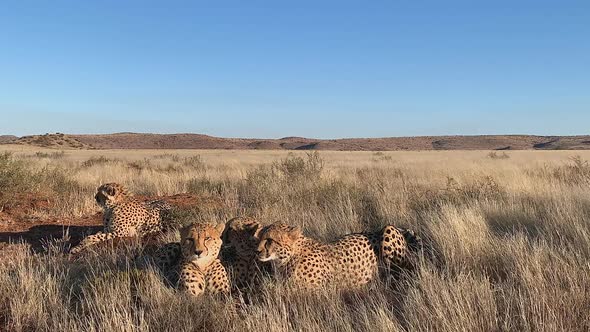Family of Cheetahs lay in African afternoon heat on dry savanna