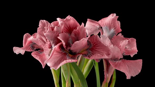 Framebyframe Growing Pink Bouquet of Irises Flowers