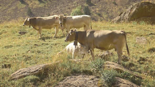 Brown Swiss calf feeds from mother cow, cattle grazing in rocky hills