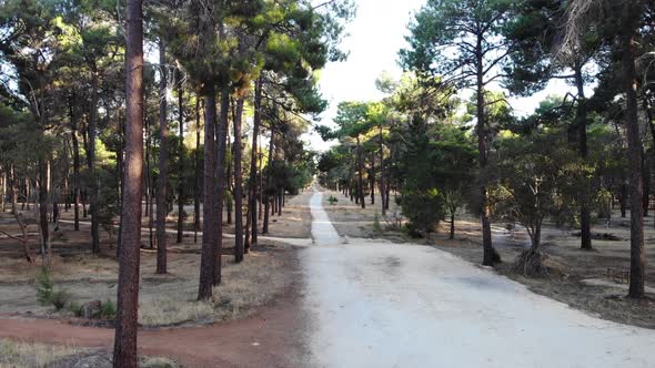 Pathway in the Forest