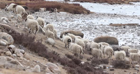 Group of sheep in high altitude mountain 
