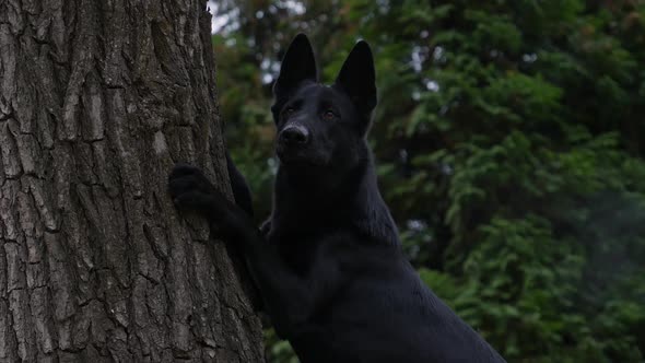 Black German Shepherd Stands with Its Front Paws Leaning on a Tree Trunk in the Park