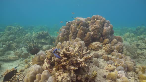 Coral Reef Tropical Fish