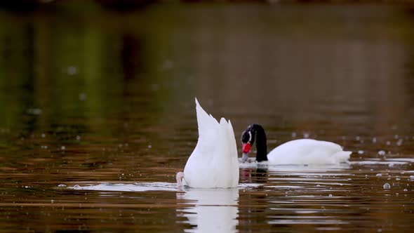 Black-necked Swan diving underwater out hunting fish in pond,slow motion shot