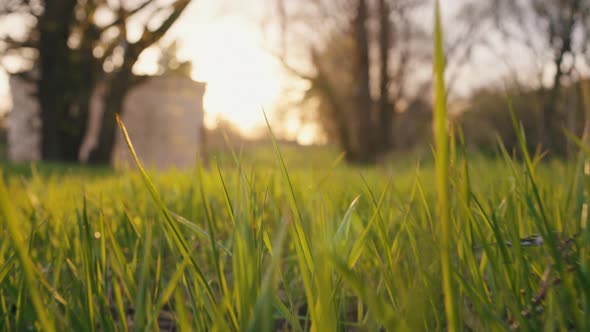 Fresh Green Grass Stems in Early Morning in Calm Weather