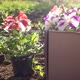 Seedlings of Flowers in the Garden in the Rays of Sunset - VideoHive Item for Sale