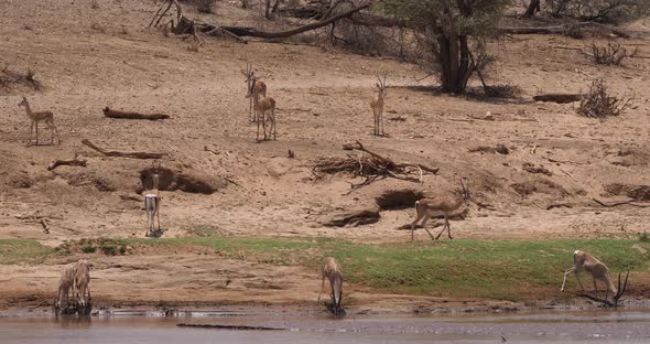 Grant's Gazelle, gazella granti, Group drinking Water at River, Samburu Park in Kenya, Real Time 4K