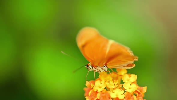 Close Up of Butterfly Julia Heliconian Sitting on a Flower Eating Nectar.