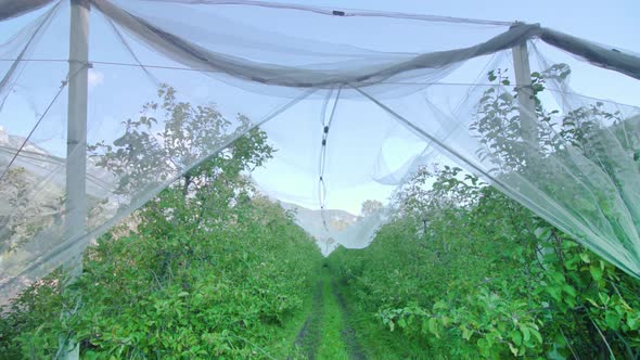 White Protective Net Spreads Above Long Rows of Apple Trees