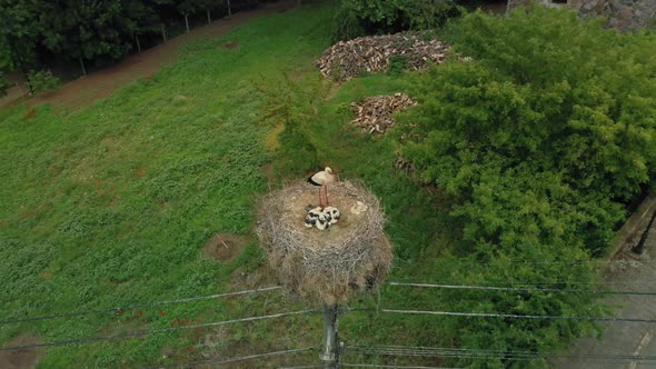 Drone footage of European White Stork With Cubs in Big Nest