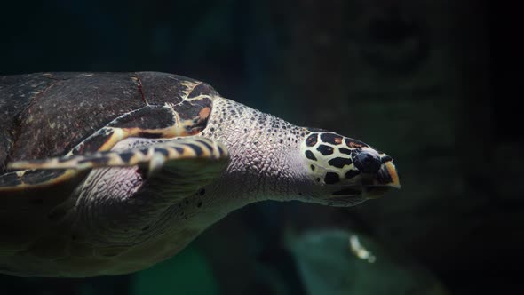 Big Sea Turtle Swimming with Various Fish in Aquarium