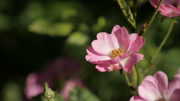 Slow motion of rambling Rose plant 1080p FullHD footage - Climber  Rosa flower shallow DOF slow-mo 1