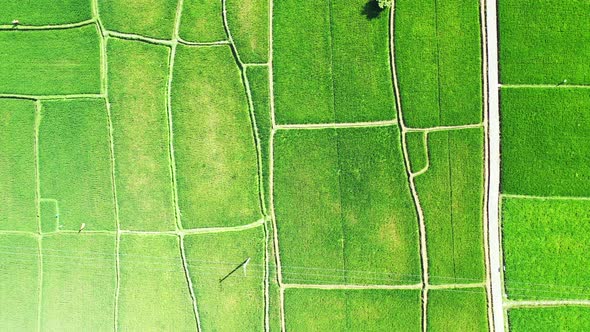 Geometric shapes of green rice fields of agricultural farm bordered by narrow alleys in tropical isl