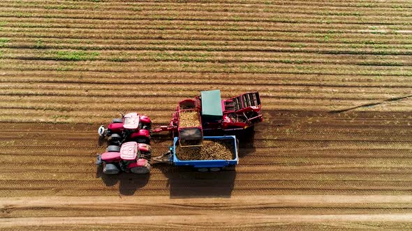 Tractor Harvesting Potatoes in the Fertile Fields of the Farm in July. Agricultural Machinery.