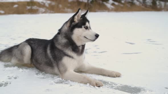 Laika Husky lies on the ice of the lake.